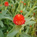 Gomphrena haageana 'Flashing Light'